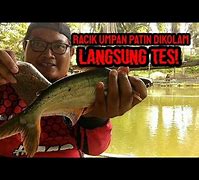 Umpan Patin Siang Hari